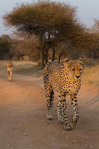 091 Zuid-Afrika, jachtluipaard.jpg